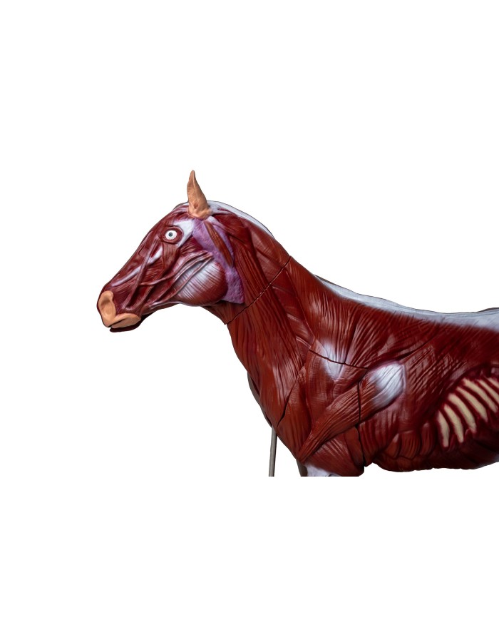 Modello di cavallo cavalla in 16 parti 1 3 a grandezza naturale VET3330