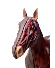 Modello di cavallo cavalla in 16 parti 1 3 a grandezza naturale VET3330