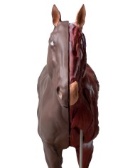 Modello di cavallo cavalla in 16 parti 1 3 a grandezza naturale VET3330