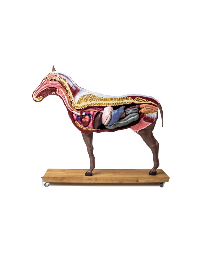 Modello di cavallo cavalla in 16 parti 1 3 a grandezza naturale VET3330