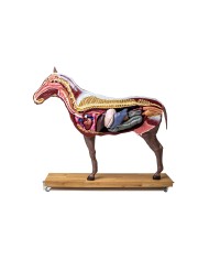 Modello di cavallo cavalla in 16 parti 1 3 a grandezza naturale VET3330