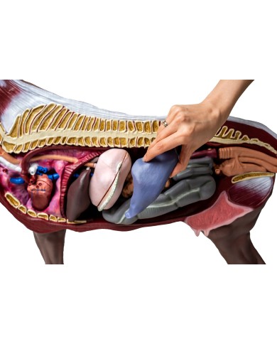 Modello di cavallo cavalla in 16 parti 1 3 a grandezza naturale VET3330