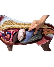 Modello di cavallo cavalla in 16 parti 1 3 a grandezza naturale VET3330