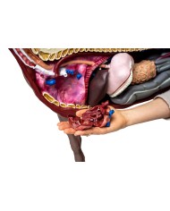 Modello di cavallo cavalla in 16 parti 1 3 a grandezza naturale VET3330