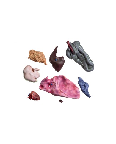 Modello di cavallo cavalla in 16 parti 1 3 a grandezza naturale VET3330