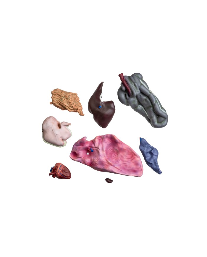 Modello di cavallo cavalla in 16 parti 1 3 a grandezza naturale VET3330