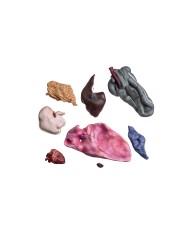 Modello di cavallo cavalla in 16 parti 1 3 a grandezza naturale VET3330