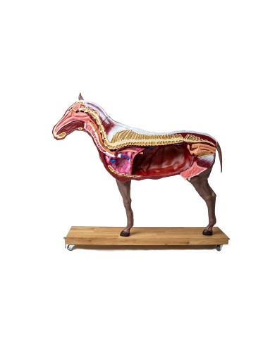 Modello di cavallo cavalla in 16 parti 1 3 a grandezza naturale VET3330