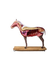 Modello di cavallo cavalla in 16 parti 1 3 a grandezza naturale VET3330