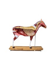 Modello di cavallo cavalla in 16 parti 1 3 a grandezza naturale VET3330