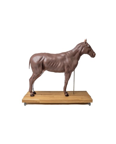 Modello di cavallo cavalla in 16 parti 1 3 a grandezza naturale VET3330