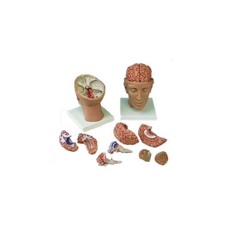 3B Scientific, modello anatomico di cervello, con arterie, con testa, in 8 parti C25