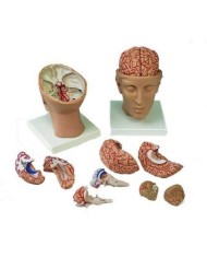 3B Scientific, modello anatomico di cervello, con arterie, con testa, in 8 parti C25 3B Scientific, modello anatomico di cervello, con arterie, con testa, in 8 parti C25