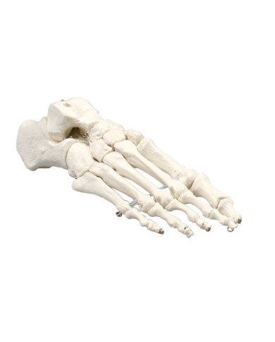 Erler Zimmer, modello anatomico di articolazione dello scheletro del piede Erler Zimmer, modello anatomico di articolazione dello scheletro del piede