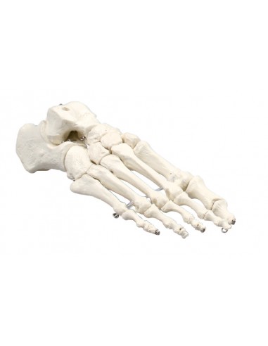 Erler Zimmer, modello anatomico di articolazione dello scheletro del piede