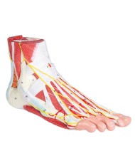 Piede con muscoli e legamenti scomponibile in 9 parti Erler Zimmer M139