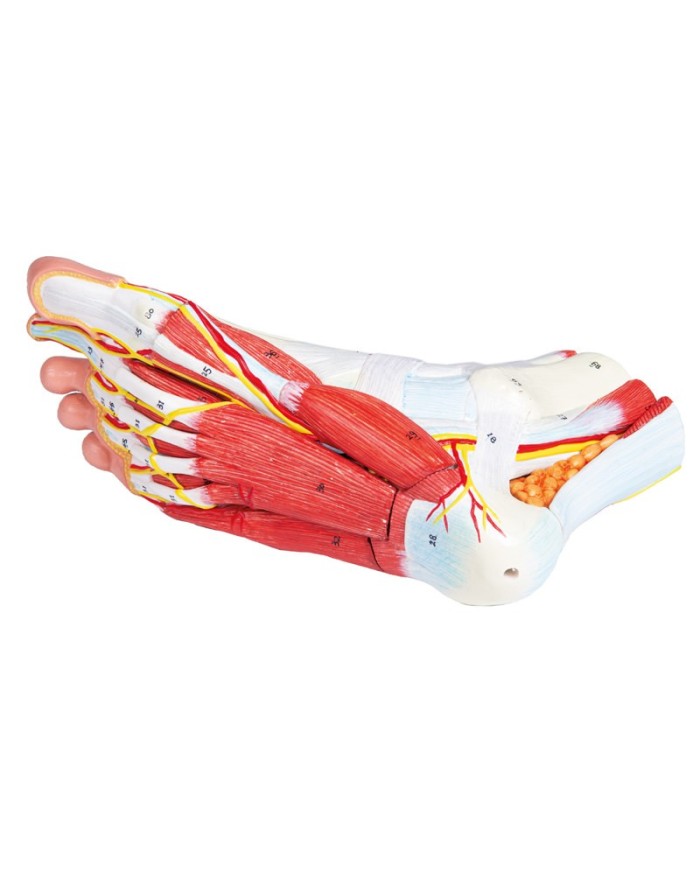 Piede con muscoli e legamenti scomponibile in 9 parti Erler Zimmer M139