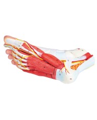 Piede con muscoli e legamenti scomponibile in 9 parti Erler Zimmer M139