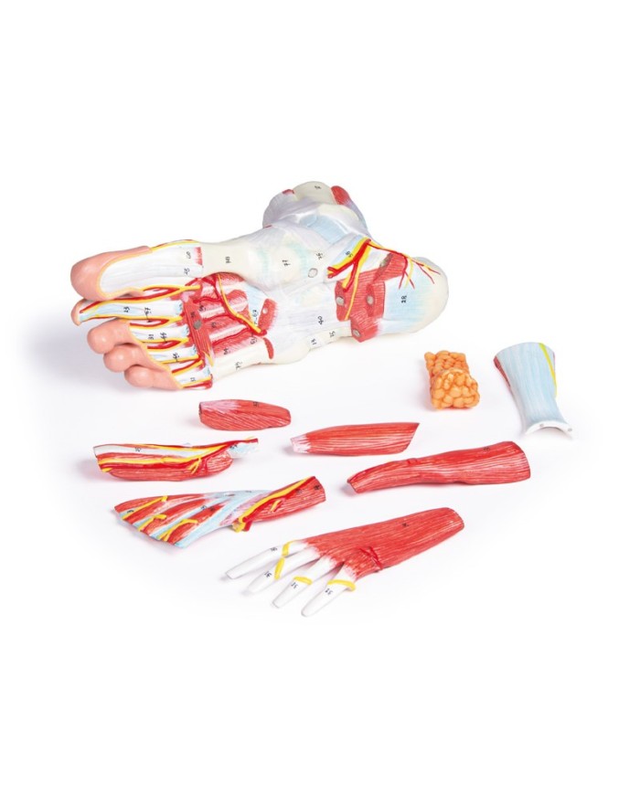 Piede con muscoli e legamenti scomponibile in 9 parti Erler Zimmer M139