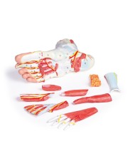 Piede con muscoli e legamenti scomponibile in 9 parti Erler Zimmer M139