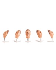 Simulatore per iniezioni facciali versione Femminile Erler Zimmer 8150