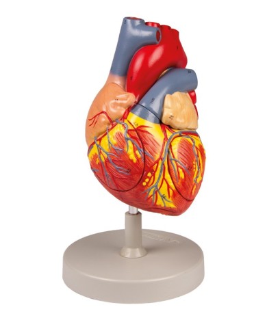 Modello anatomico di cuore ingrandito 2 volte scomponibile in 4 parti G112 Modello anatomico di cuore ingrandito 2 volte scomponibile in 4 parti G112