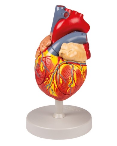 Modello Anatomico del Cuore - Modello Anatomico del Cuore Umano A Grandezza  Naturale - Modello Staccabile del Cuore di Anatomia Scientifica in 2 Parti  - per Aiuti alla Formazione Medica Educativa 