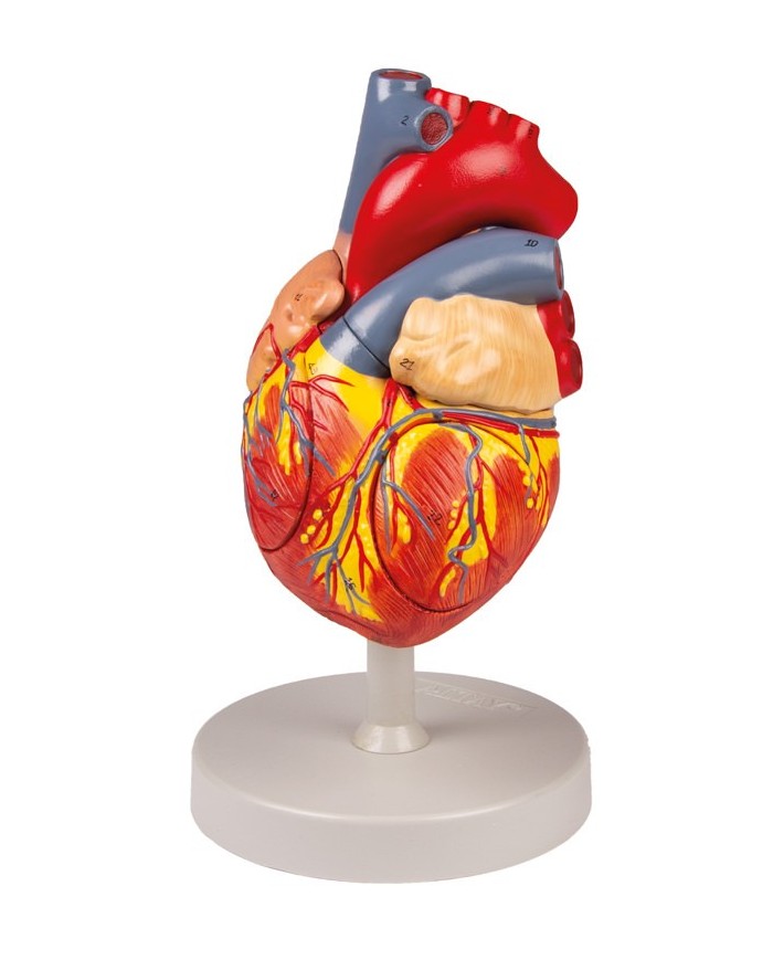 Modello anatomico di cuore ingrandito 2 volte scomponibile in 4 parti G112
