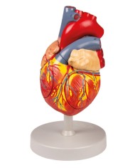 Modello anatomico di cuore ingrandito 2 volte scomponibile in 4 parti G112