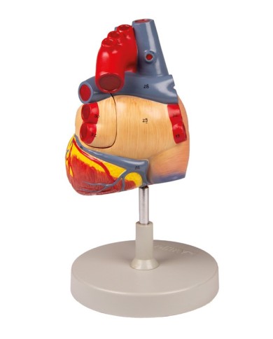 Modello anatomico di cuore ingrandito 2 volte scomponibile in 4 parti G112 Modello anatomico di cuore ingrandito 2 volte scomponibile in 4 parti G112