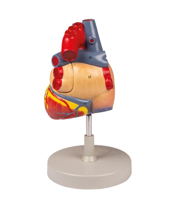 Modello anatomico di cuore ingrandito 2 volte scomponibile in 4 parti G112