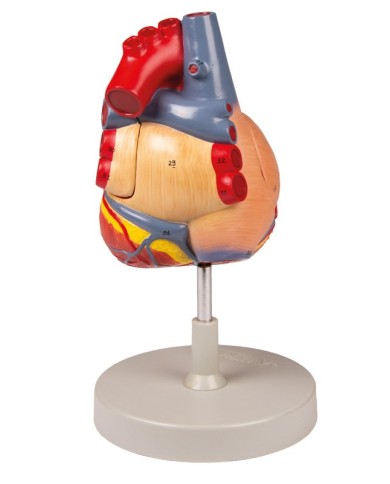 Modello anatomico di cuore ingrandito 2 volte scomponibile in 4 parti G112 Modello anatomico di cuore ingrandito 2 volte scomponibile in 4 parti G112
