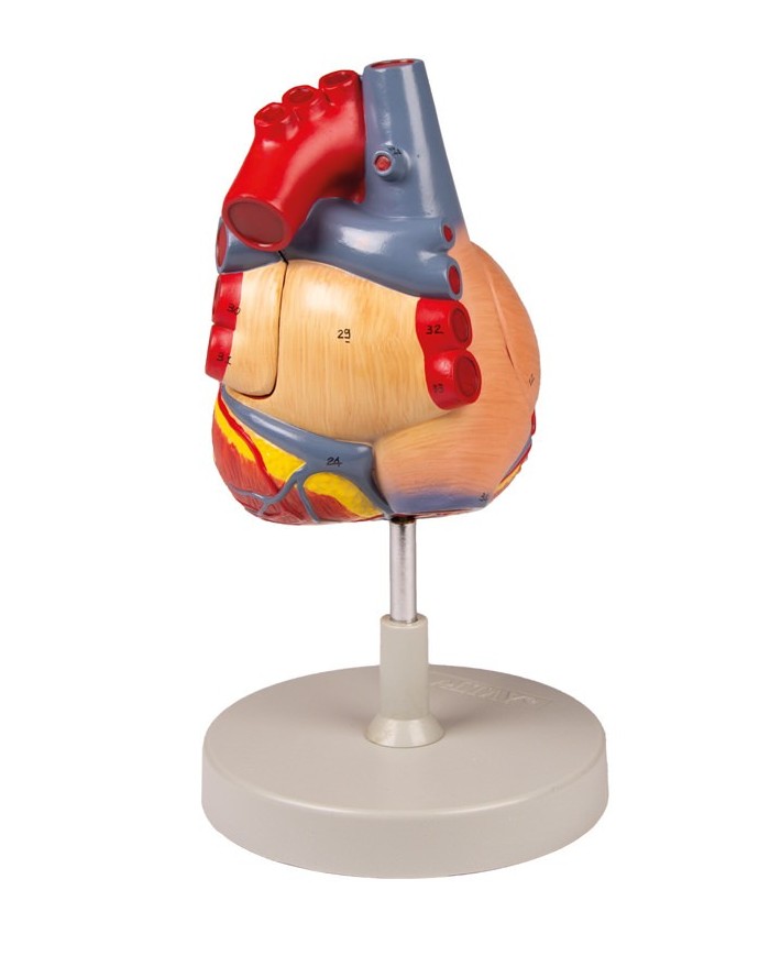 Modello anatomico di cuore ingrandito 2 volte scomponibile in 4 parti G112