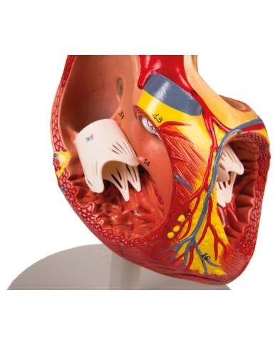 Modello anatomico di cuore ingrandito 2 volte scomponibile in 4 parti G112 Modello anatomico di cuore ingrandito 2 volte scomponibile in 4 parti G112