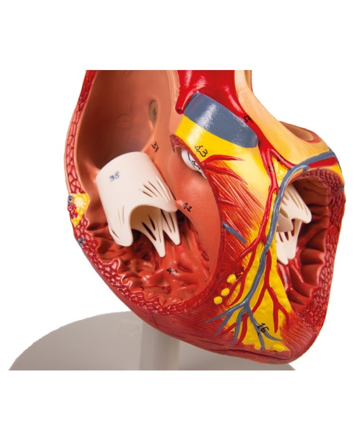 Modello anatomico di cuore ingrandito 2 volte scomponibile in 4 parti G112