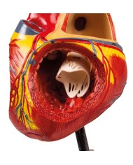 Modello anatomico di cuore ingrandito 2 volte scomponibile in 4 parti G112