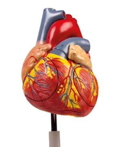 Modello anatomico di cuore ingrandito 2 volte scomponibile in 4 parti G112 Modello anatomico di cuore ingrandito 2 volte scomponibile in 4 parti G112