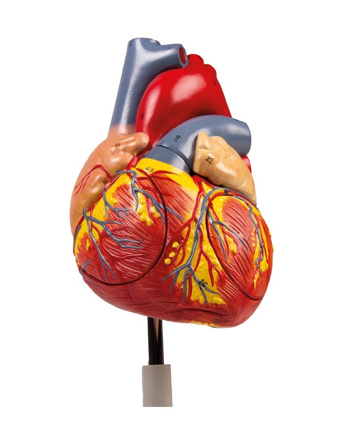 Modello anatomico di cuore ingrandito 2 volte scomponibile in 4 parti G112