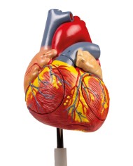 Modello anatomico di cuore ingrandito 2 volte scomponibile in 4 parti G112