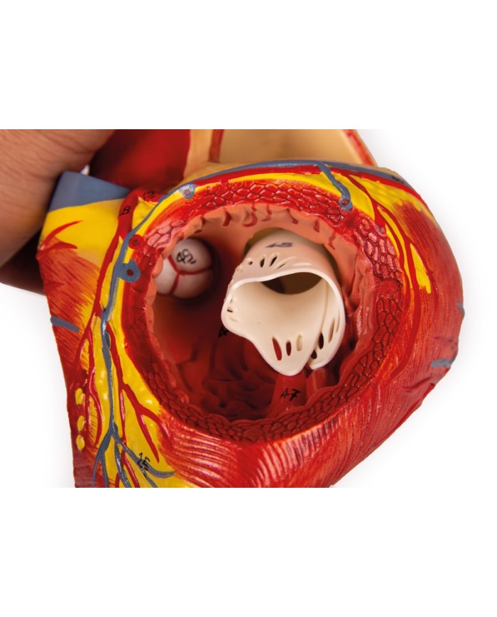 Modello anatomico di cuore ingrandito 2 volte scomponibile in 4 parti G112