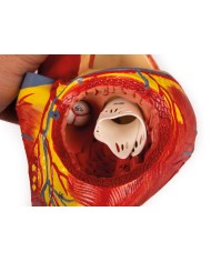 Modello anatomico di cuore ingrandito 2 volte scomponibile in 4 parti G112