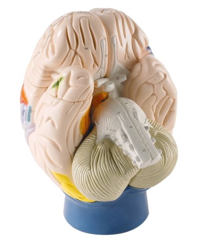 Erler Zimmer, modello neuro anatomico di cervello umano, ingrandito 2 volte, scomponibile in 4 parti