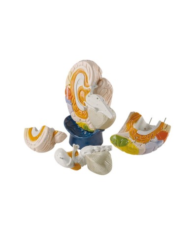 Modello neuro anatomico di cervello, ingrandito 2 volte, in 4 parti