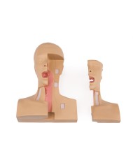 Simulatore medico per la gestione della tracheostomia Erler Zimmer LM106