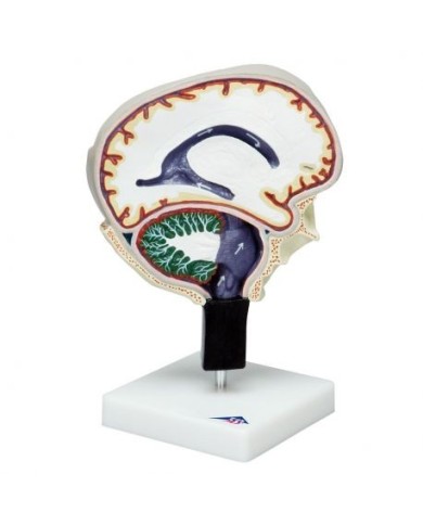 3B Scientific, modello anatomico di circolazione del liquido cerebrale W19027