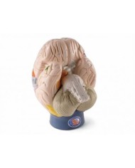 3B Scientific, modello delle regioni cerebrali, scomponibile in 4 parti W42565