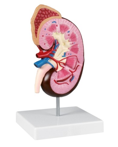 Erler Zimmer Modello anatomico di rene ingrandito 2 volte K260 Erler Zimmer Modello anatomico di rene ingrandito 2 volte K260