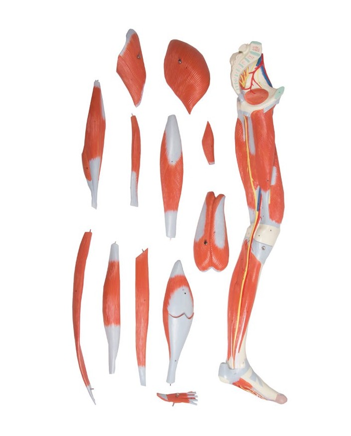 Muscoli della gamba a grandezza naturale Erler Zimmer M220