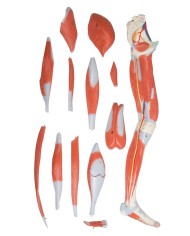 Muscoli della gamba a grandezza naturale Erler Zimmer M220