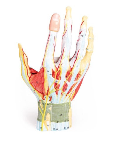 Mano con muscoli e legamenti scomponibile in 7 parti Erler Zimmer M161 Mano con muscoli e legamenti scomponibile in 7 parti Erler Zimmer M161
